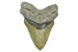 Serrated, Fossil Megalodon Tooth - North Carolina #308526-1